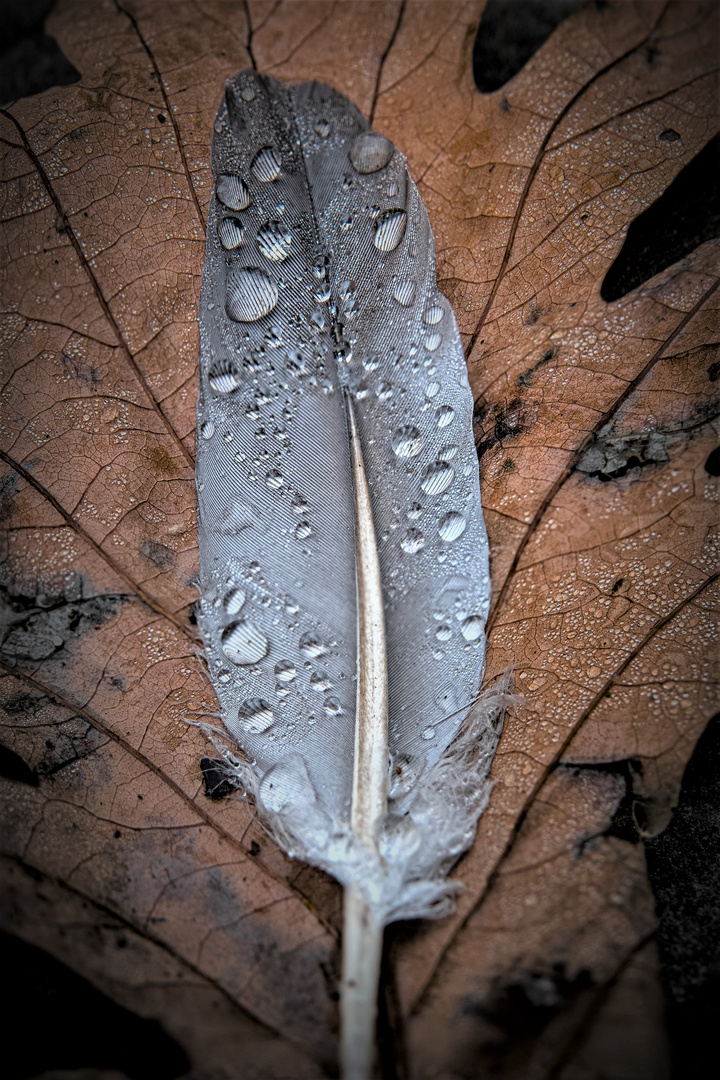 Feder auf Blatt mit Tropfen