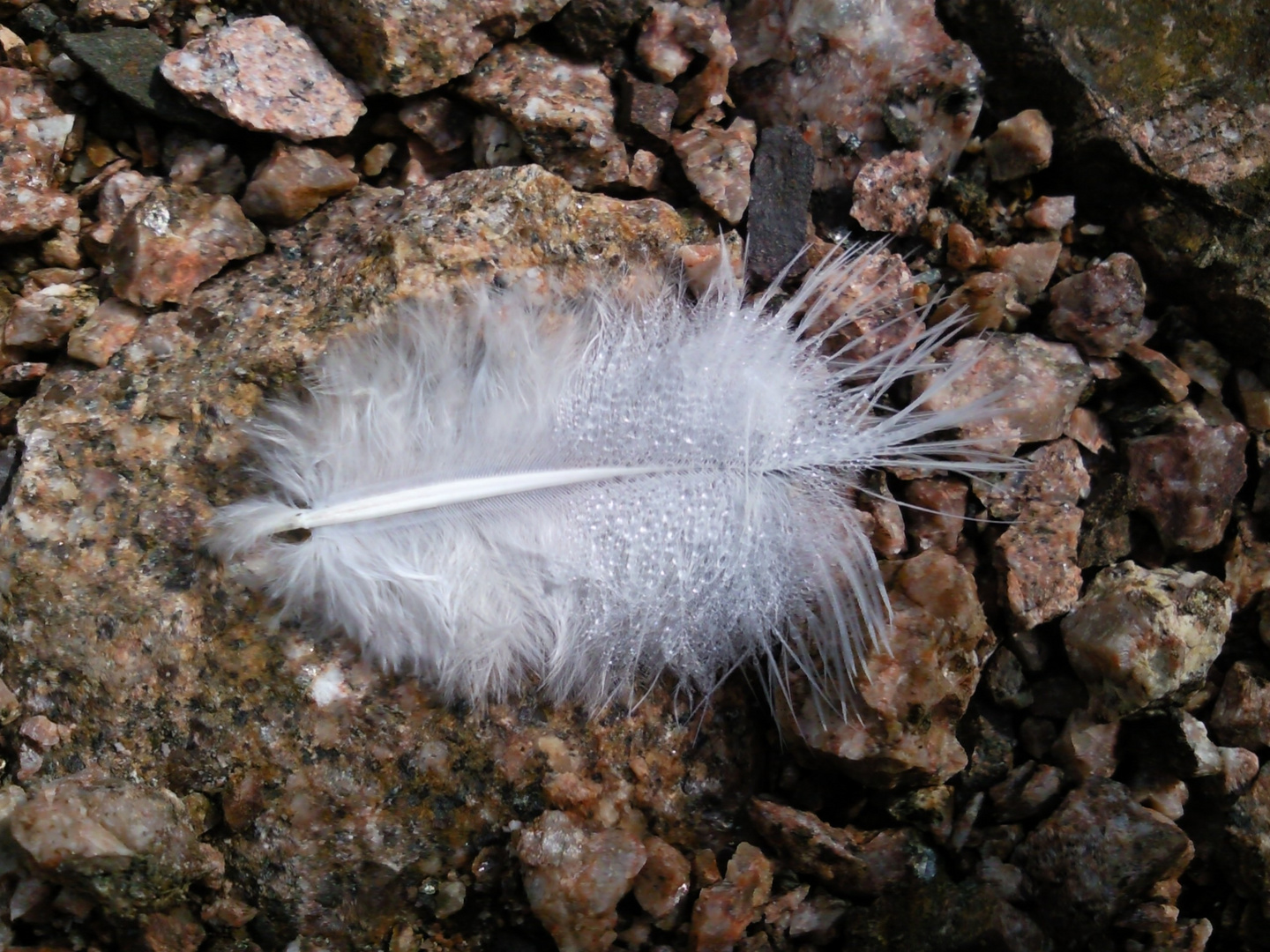 Feder auf dem Waldboden