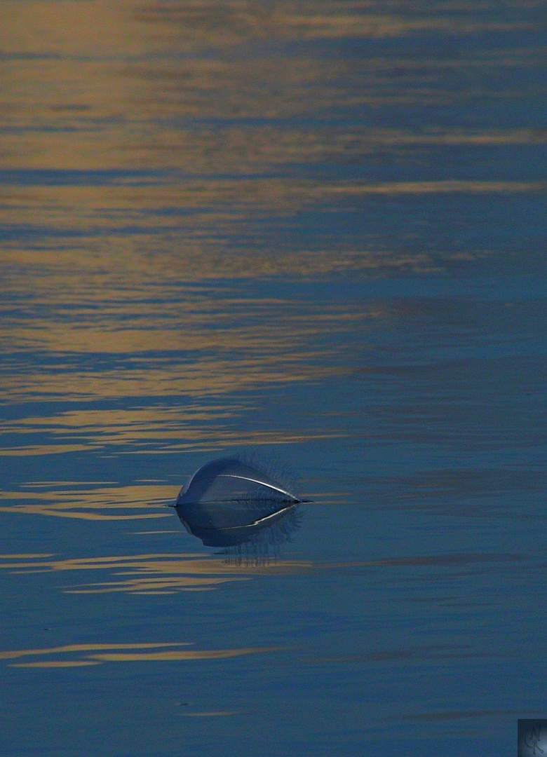 Feder auf dem Wasser