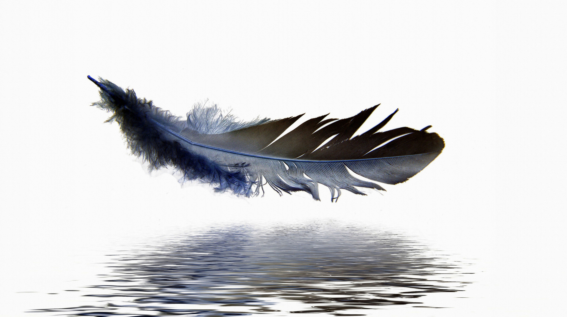 Feder - feather