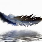 Feder - feather