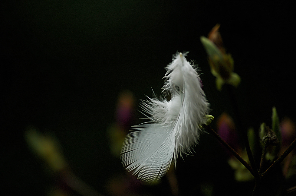 Feder Fee - Der Vogel in der Feder.