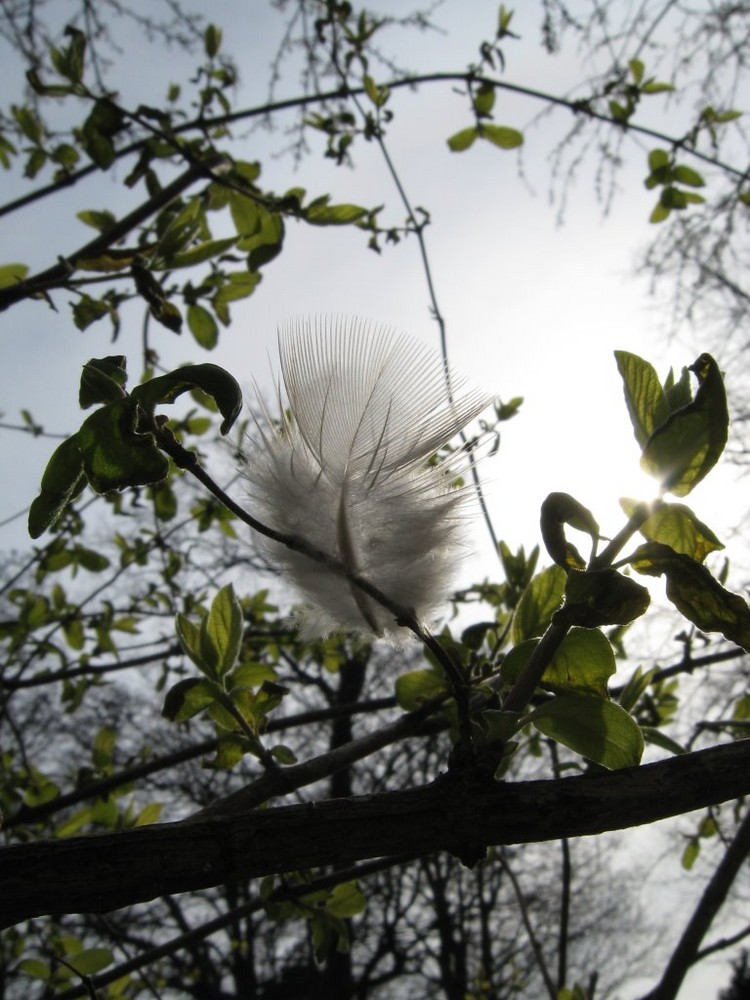 Feder im Baum