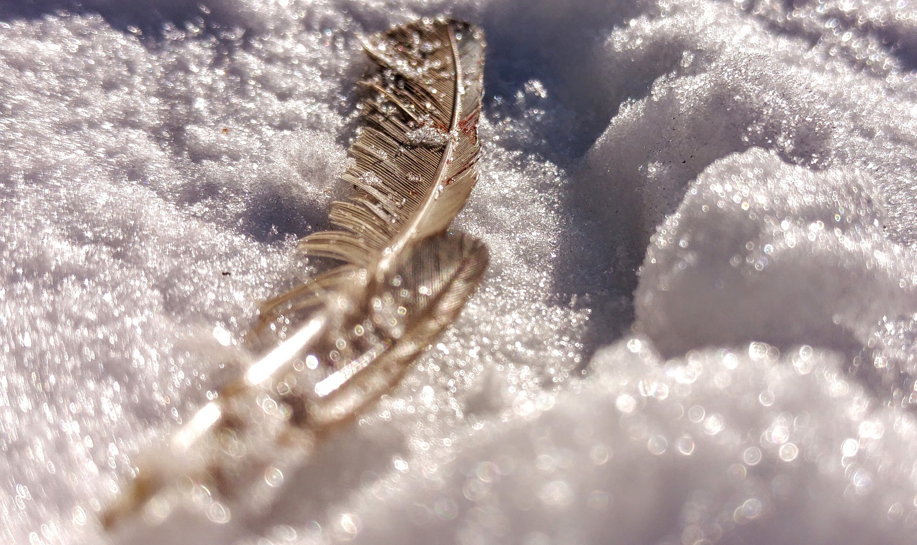 Feder im federleichten Schnee ...