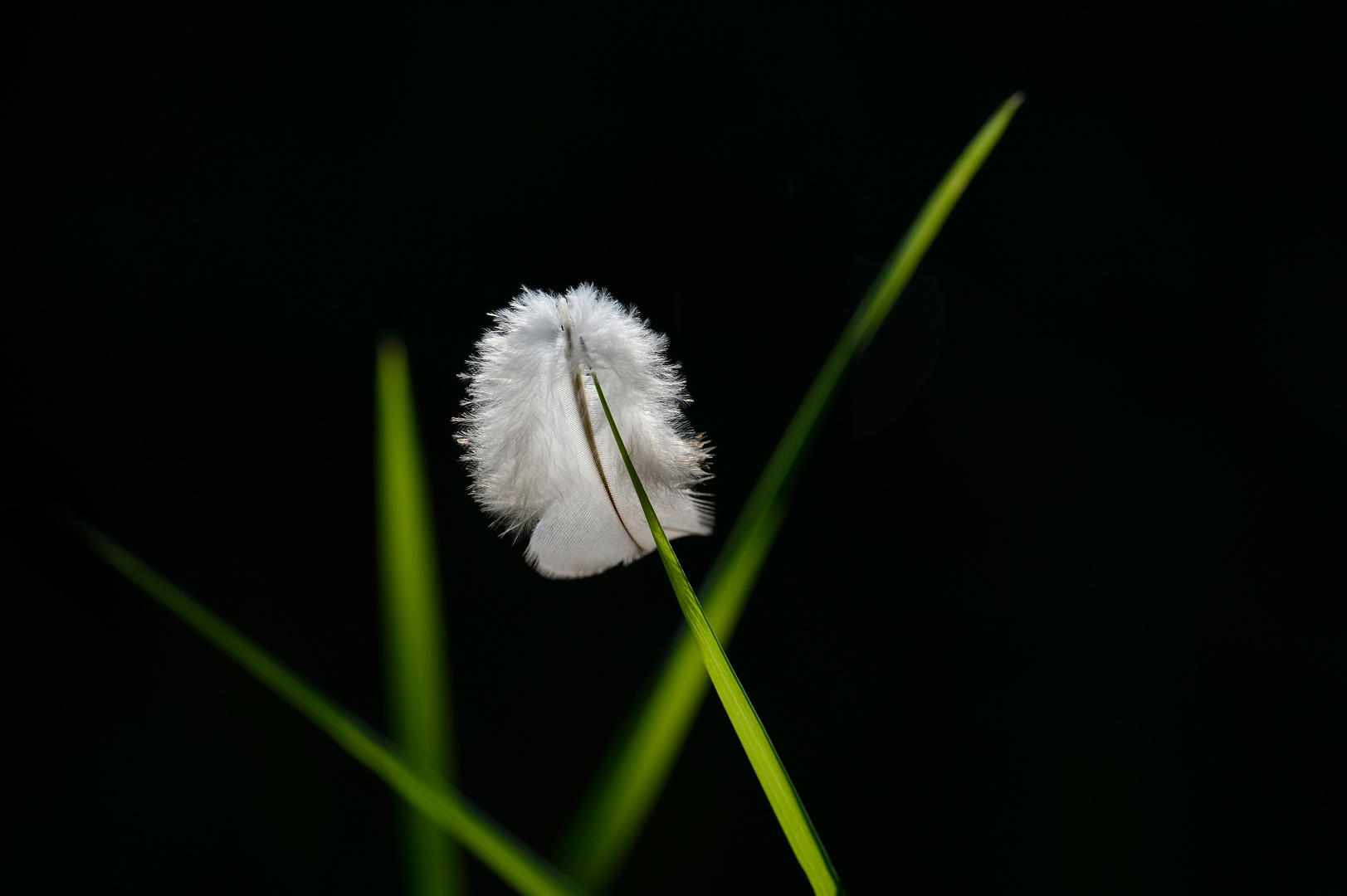 Feder im Gegenlicht