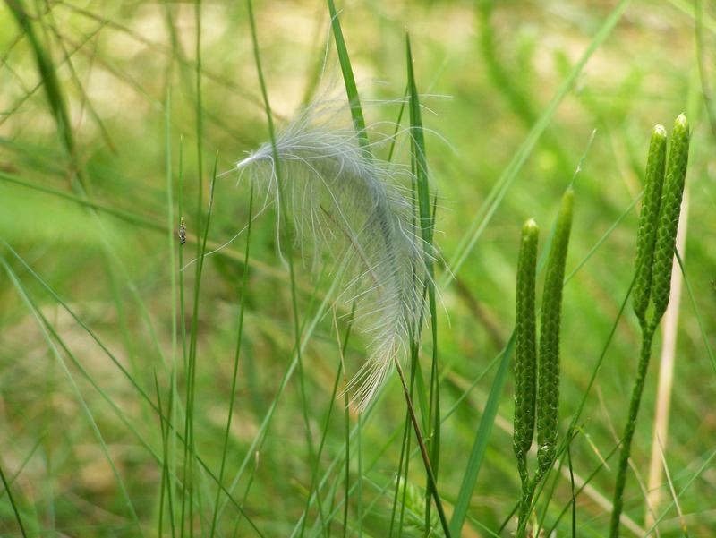 Feder im Gras