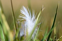 Feder im Gras