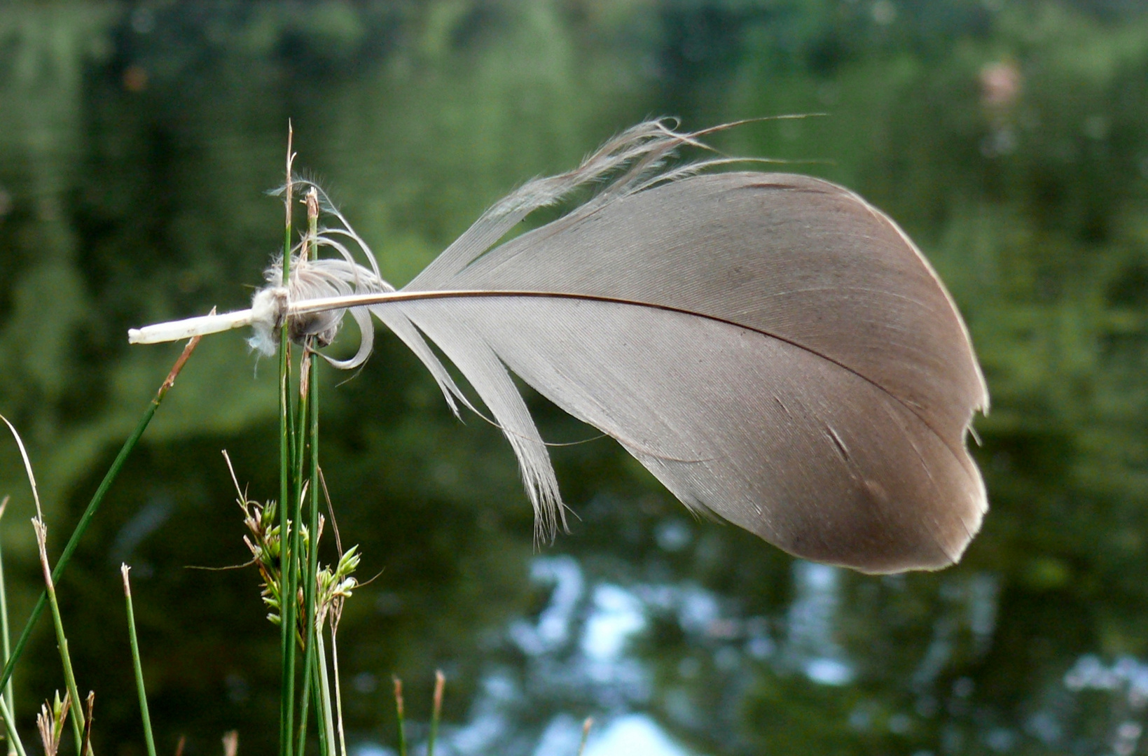 Feder im Gras am Wupperufer