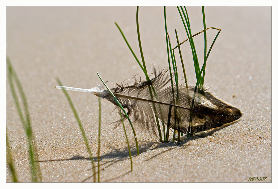 Feder im Gras