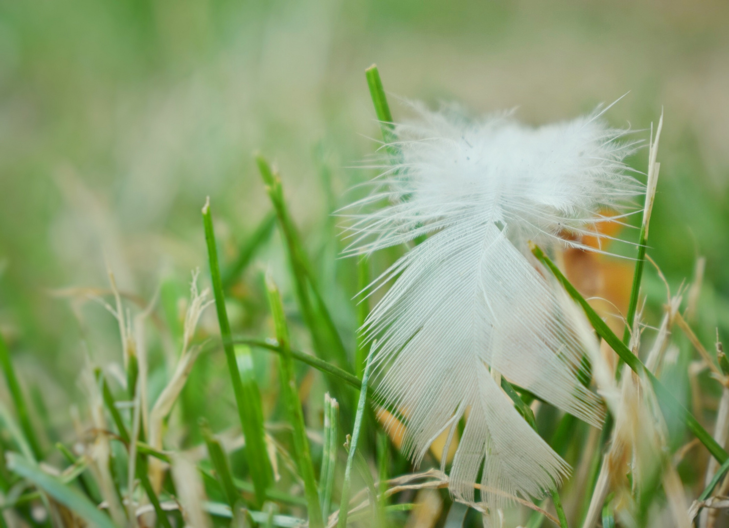 Feder im Gras