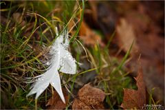 Feder im Herbstlaub