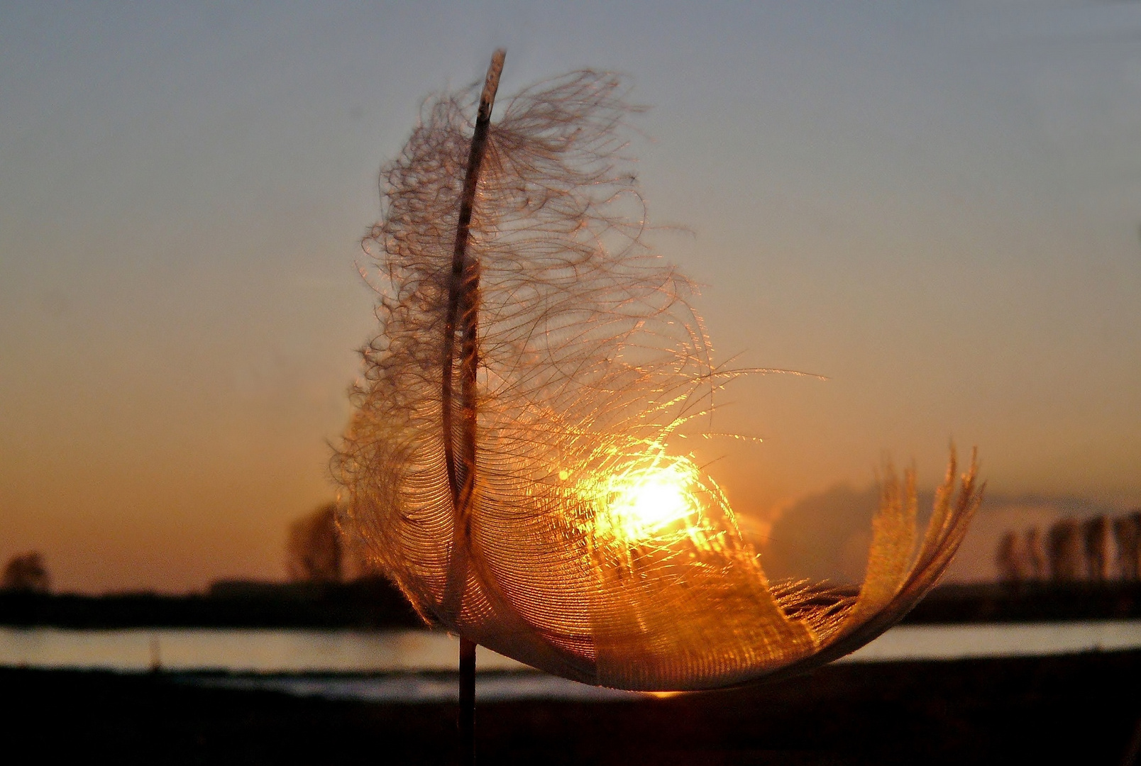 Feder im Licht der untergehenden Sonne (2)