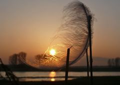 Feder im Licht der untergehenden Sonne