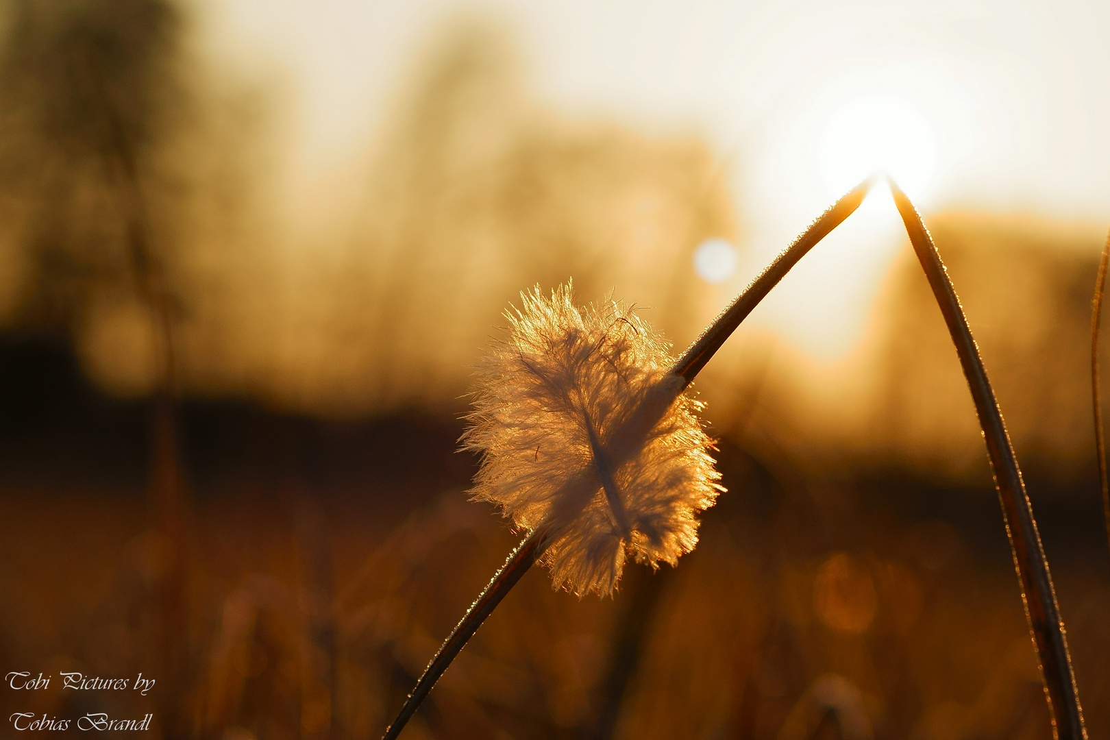 Feder im Licht des Sonnenaufgangs