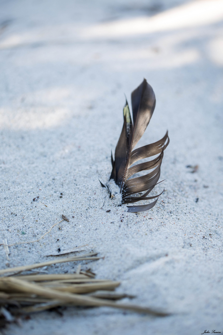 Feder im Sand