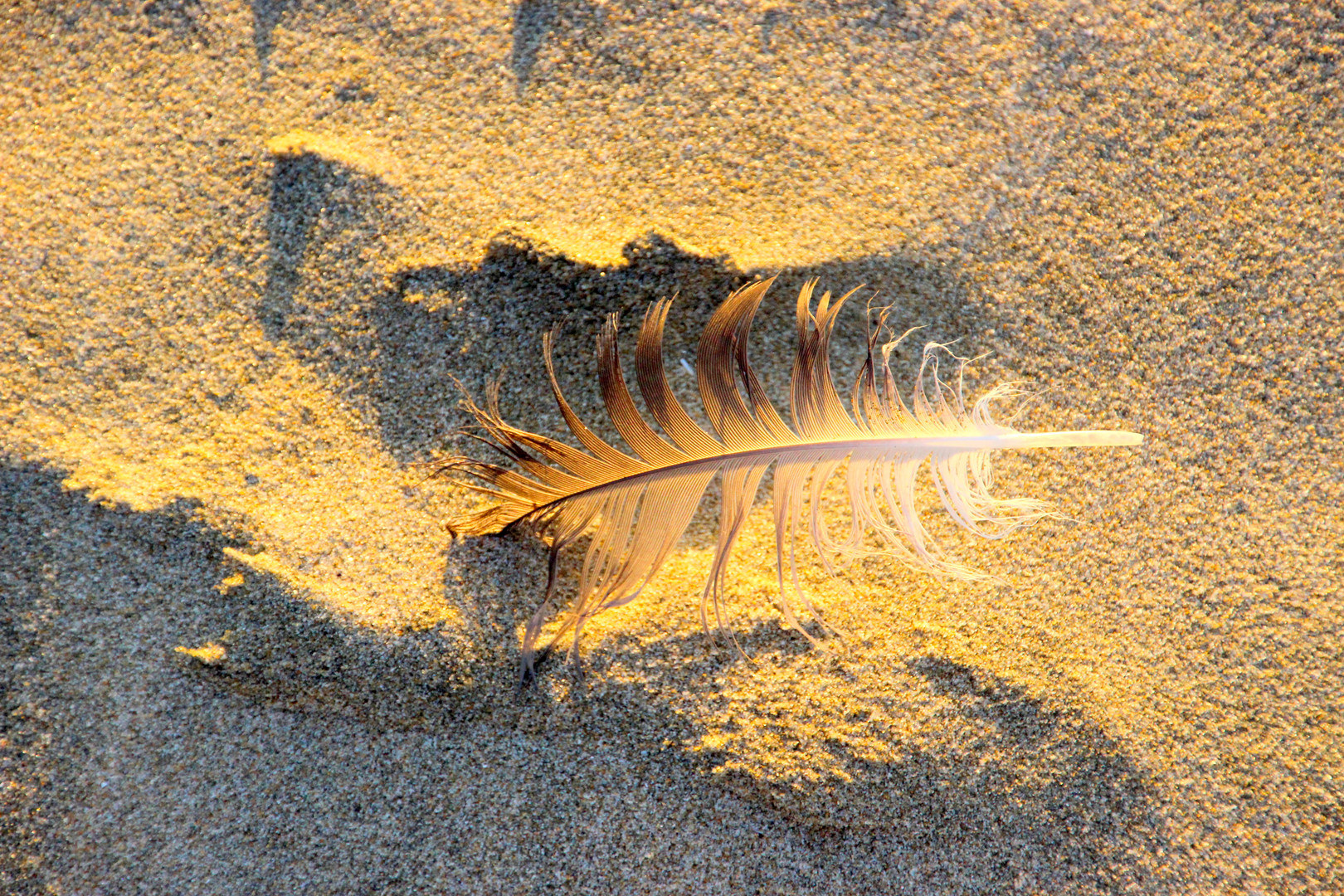 Feder im Sand