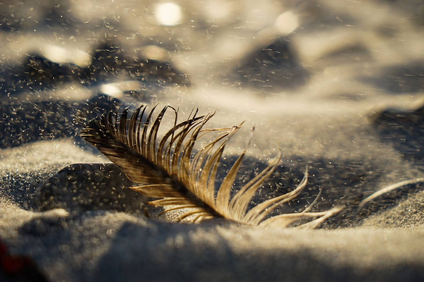 Feder im Sandsturm