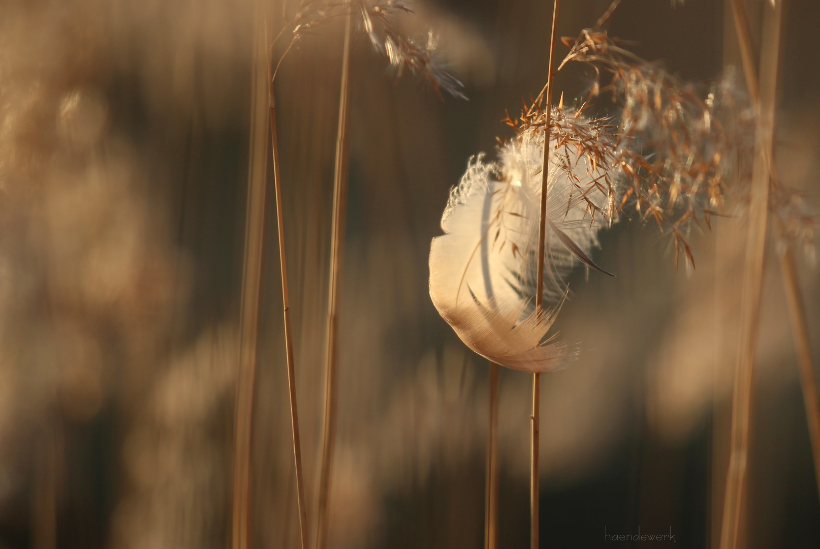 Feder im Schilf