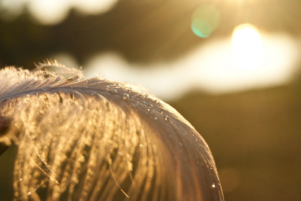 Feder im Sonnenuntergang von jasnack 