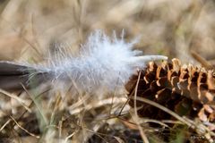 Feder im Tannenzapfen