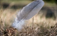 Feder im Tannenzapfen