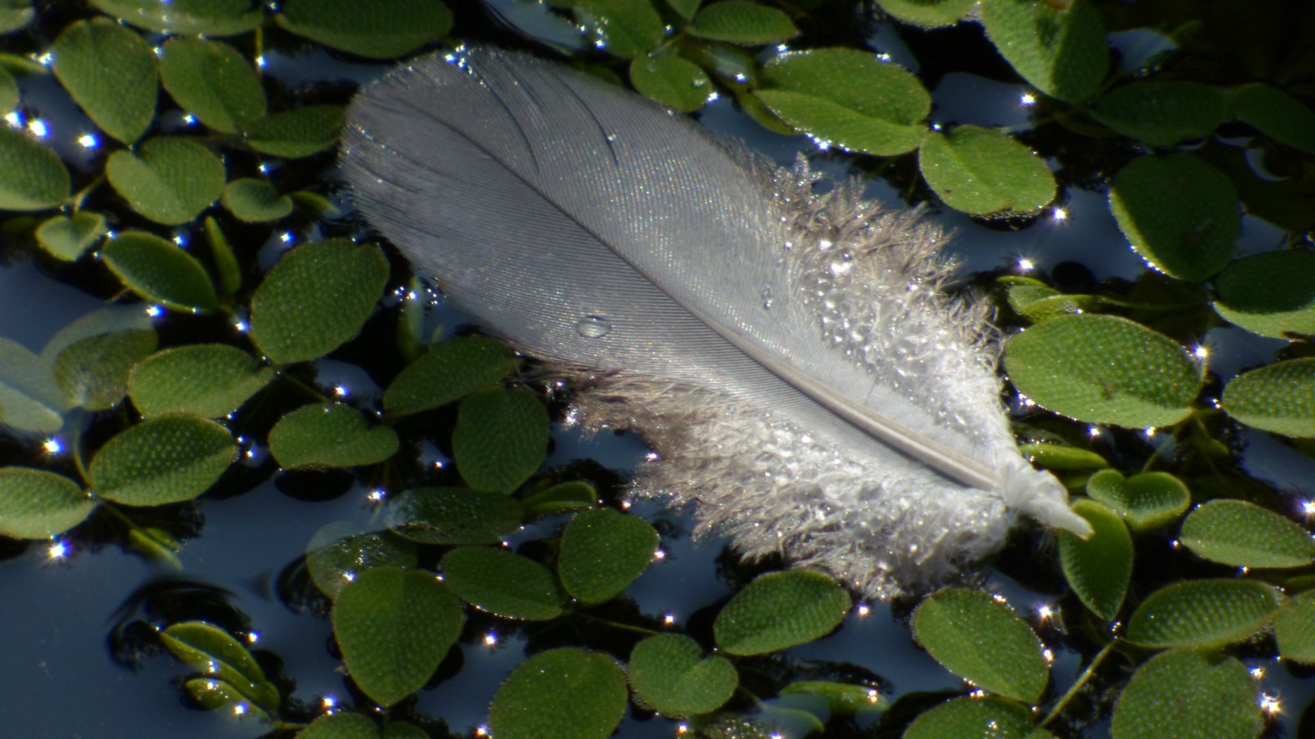  Feder im Teich