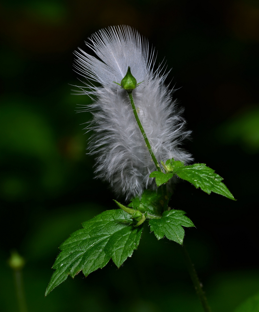 Feder im Wald