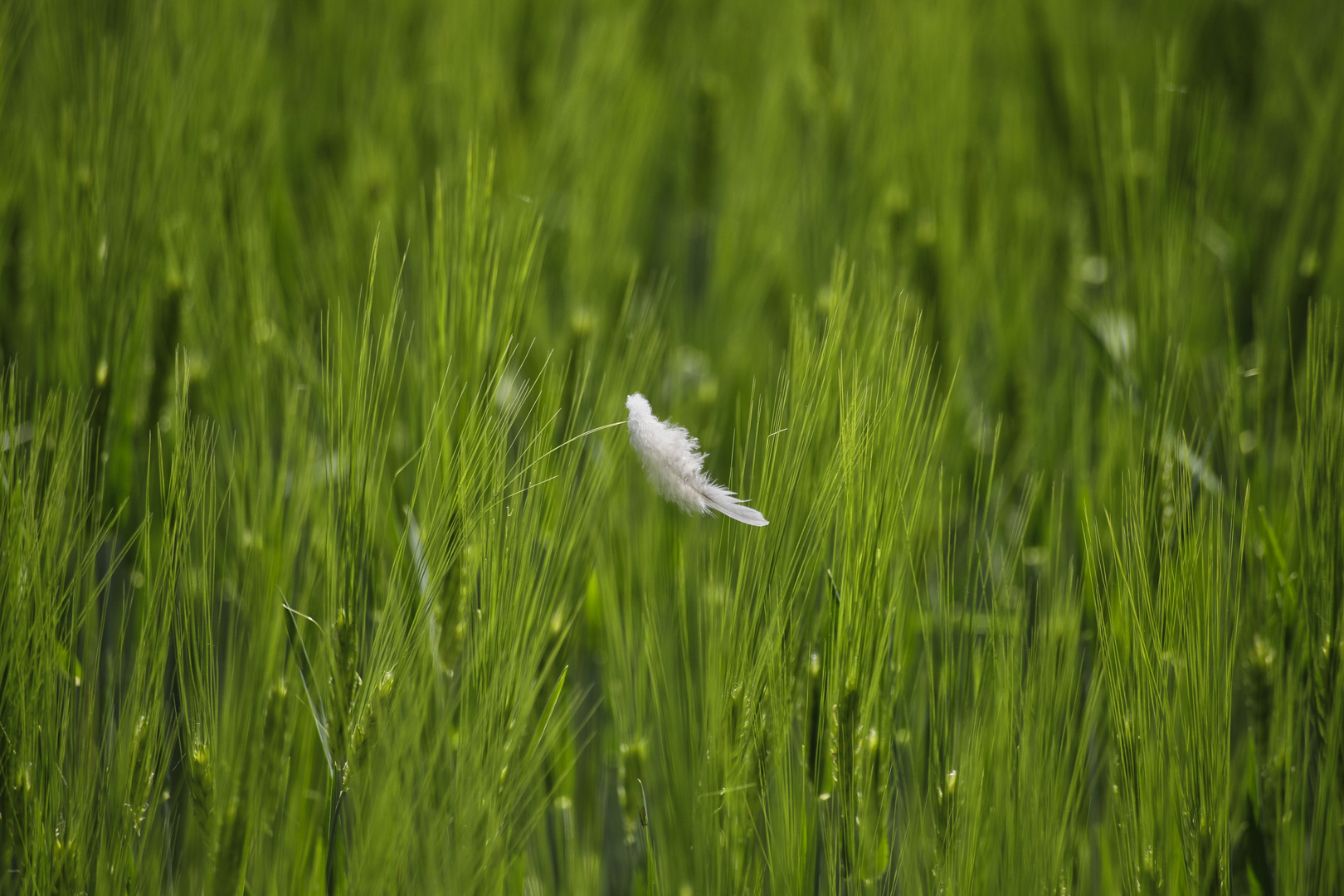 Feder im Weizenfeld