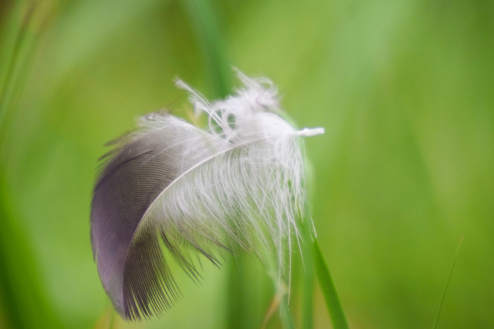 Feder im Wind