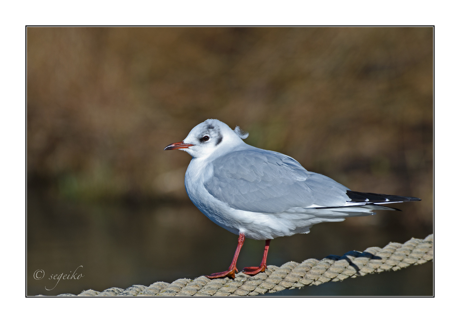 Feder im Wind