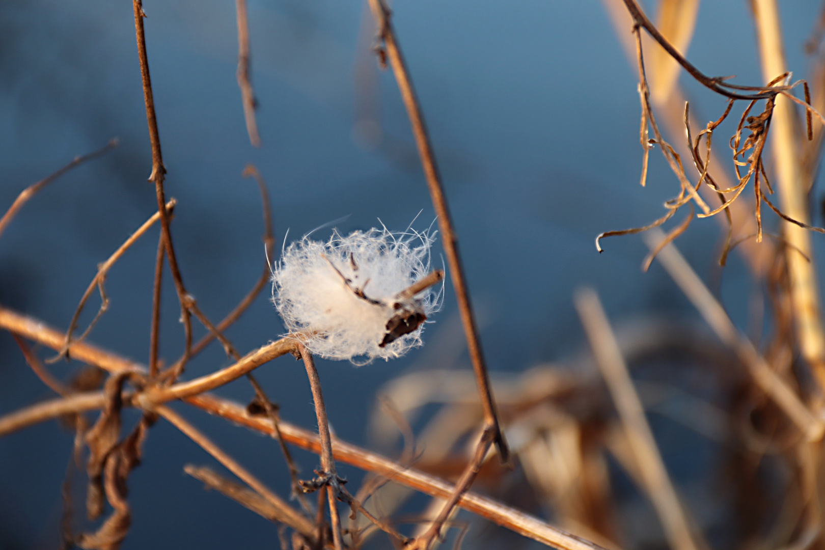 Feder im Wind