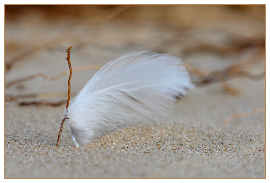 Feder im Wind