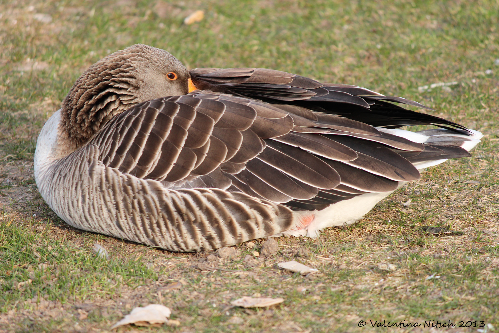 Feder im Wind