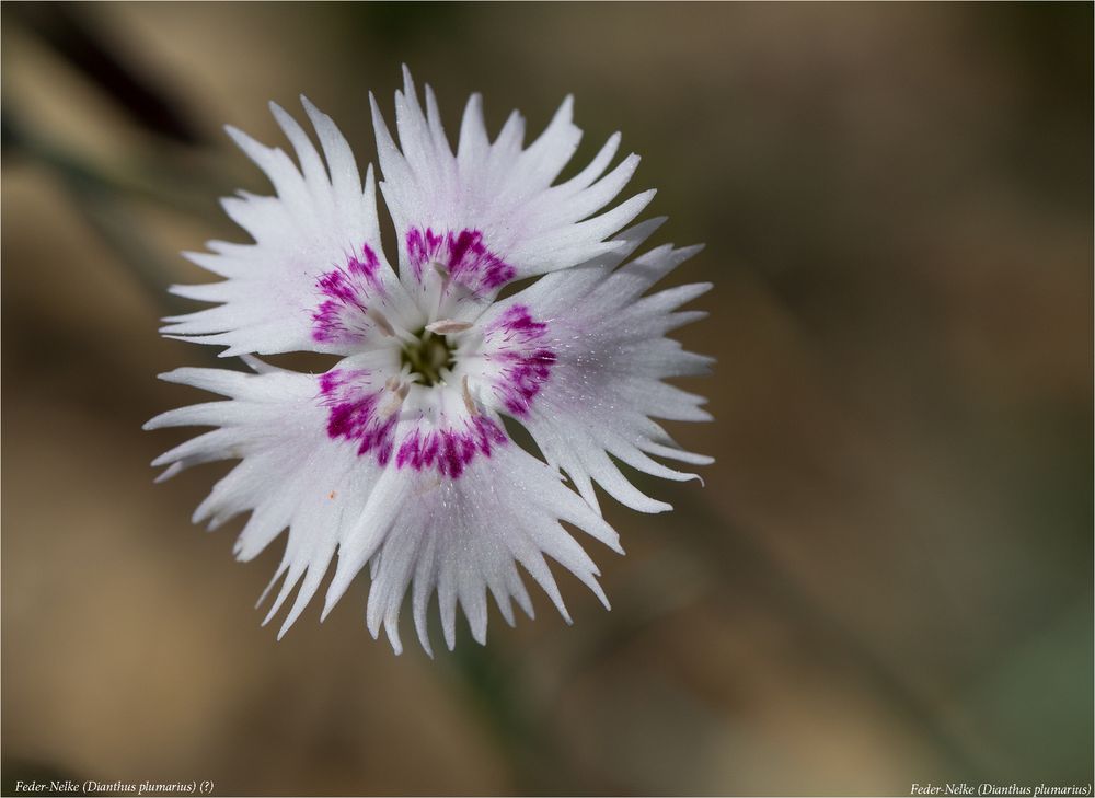 Feder-Nelke (Dianthus plumarius) 18,3