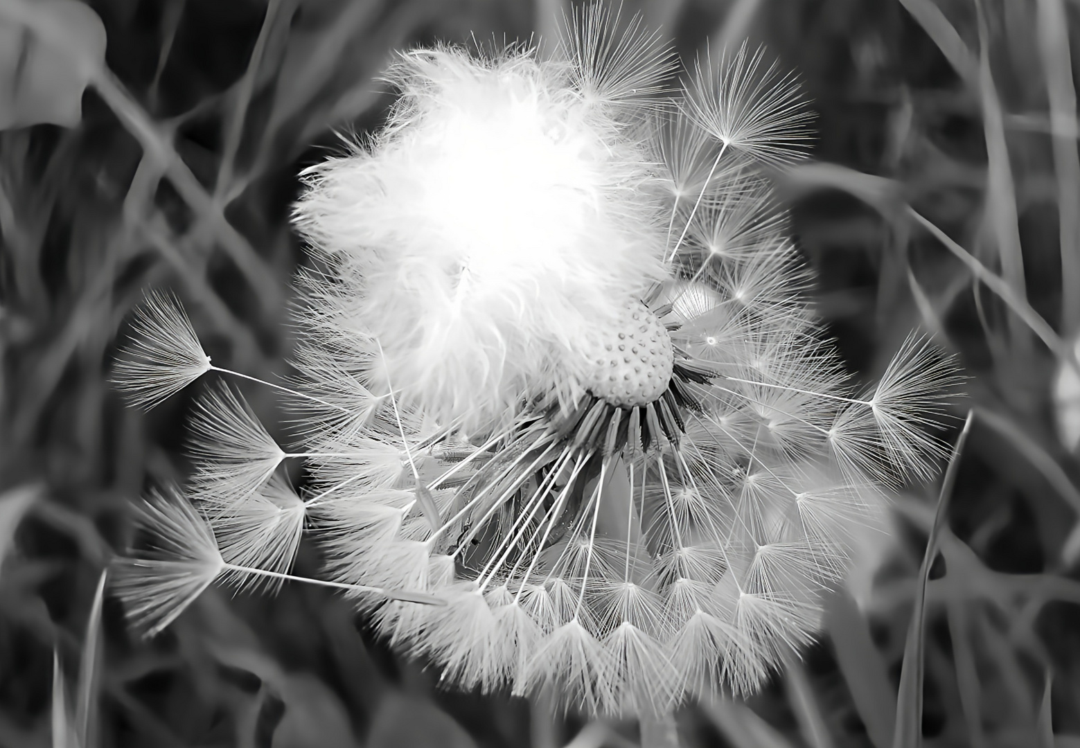 Feder trifft Pusteblume 