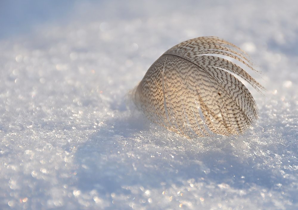 Feder trifft Sonne im Schnee von Naturmomente~Stadtaugenblicke