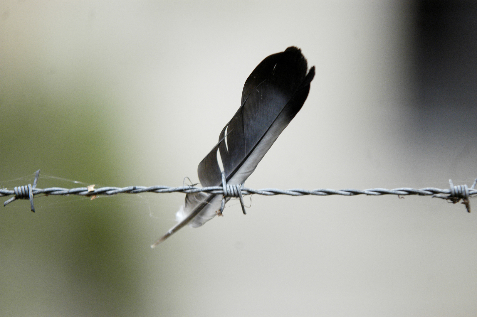 feder und stacheldraht