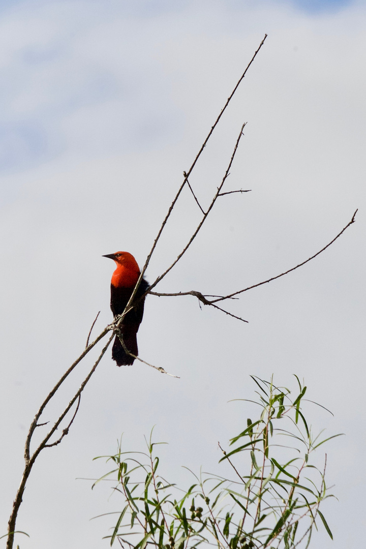 Federal - Amblyramphus holosericeus