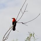 Federal - Amblyramphus holosericeus