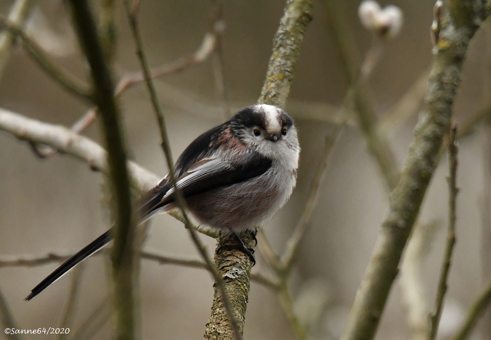 Federball Foto & Bild | tiere, wildlife, wild lebende ...