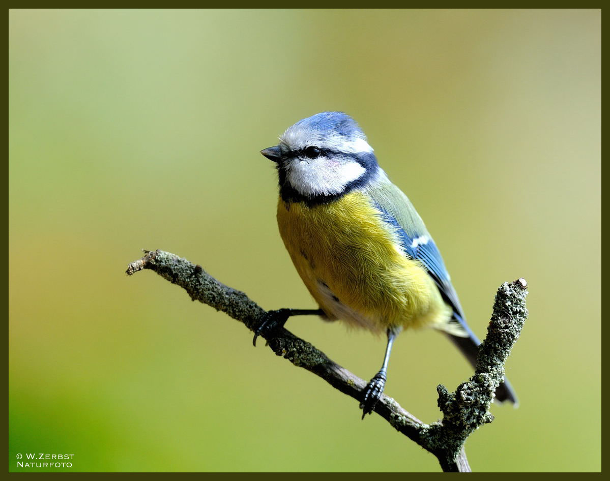 - Federball Blaumeise - ( Parus caeruleus )