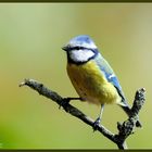 - Federball Blaumeise - ( Parus caeruleus )