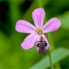 Federbeinige Tanzfliege (Empis pennipes)