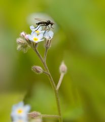 Federbeinige Tanzfliege (Empis pennipes)   		