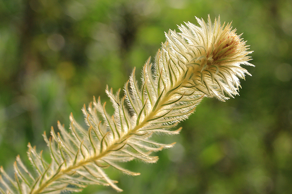 Federblume von magic-colors 