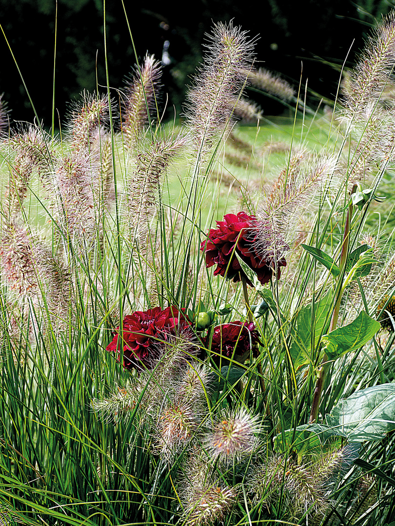 Federborstengras mit Dahlien