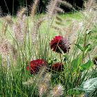 Federborstengras mit Dahlien