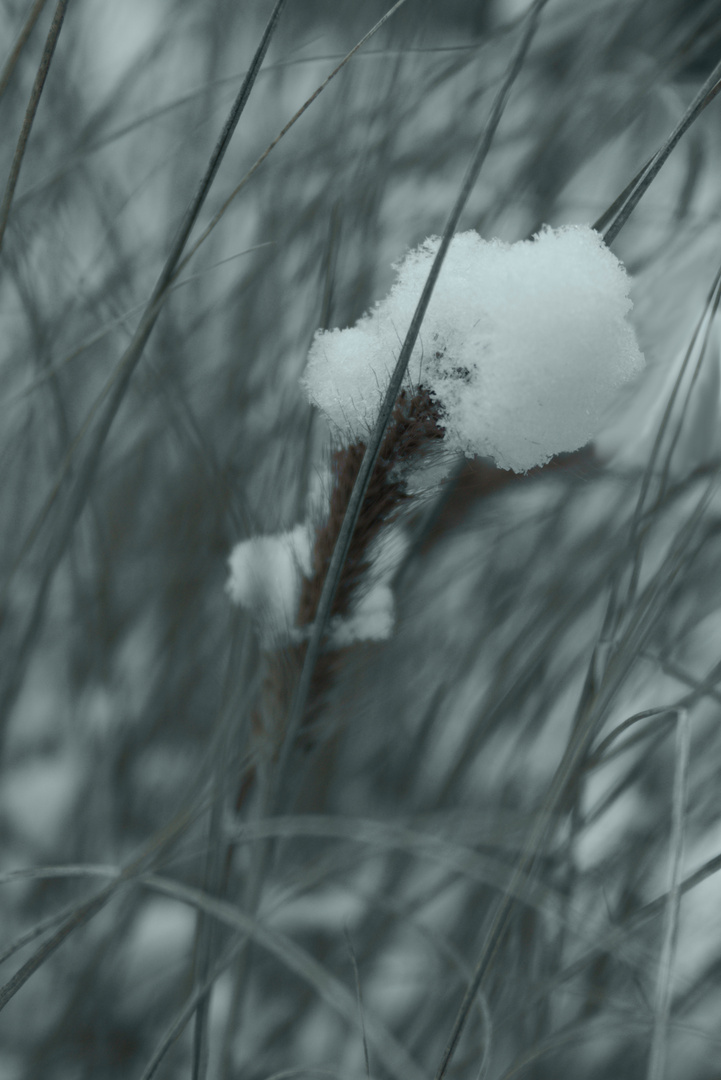 Federborstengras mit Schneehäubchen