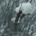 Federborstengras mit Schneehäubchen