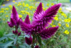 Federbusch (Celosia argentea)